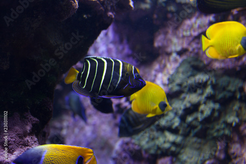 Fishes in aquarium or reservoir ubder water on fish farm