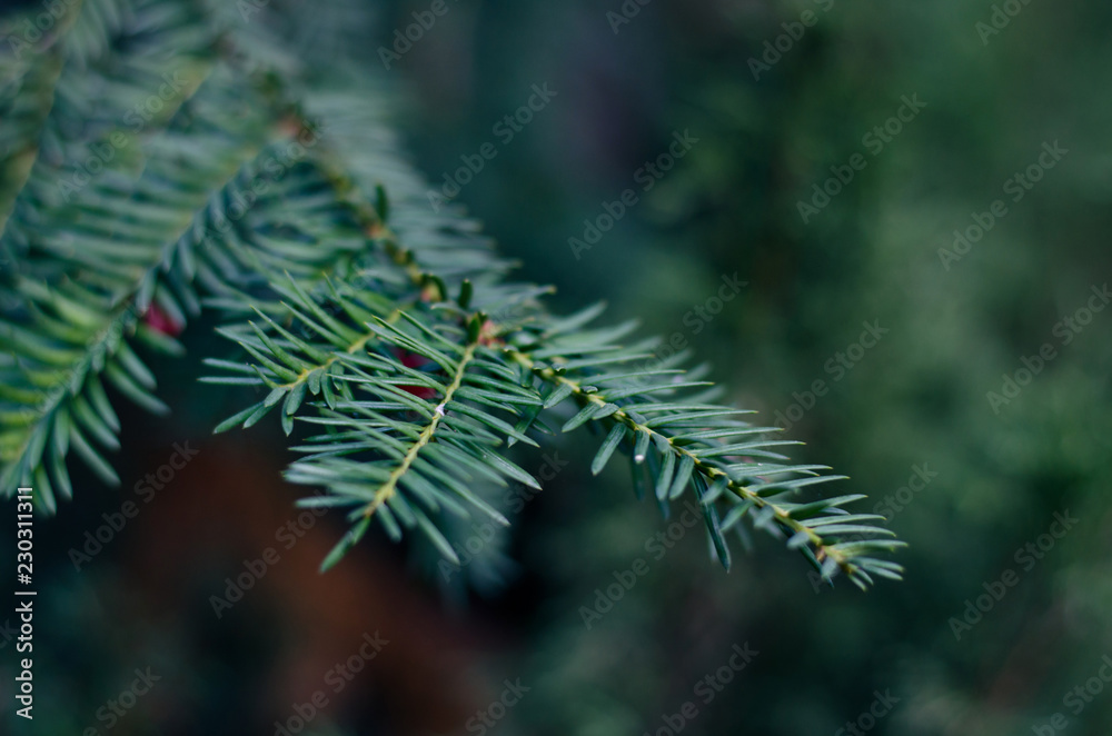 Closeup of natural Christmas fir tree branch background
