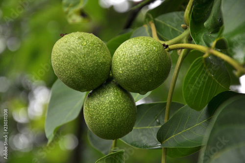 Green fruits of walnut