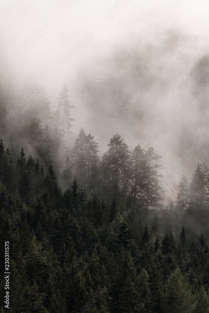 Trees in the fog at sunset Trees in the fog at sunset