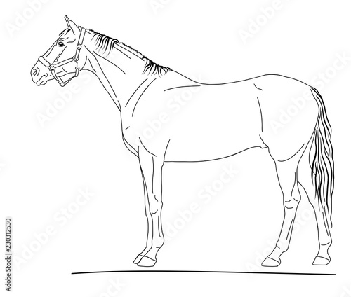 An exterior illustration of the sport horse.