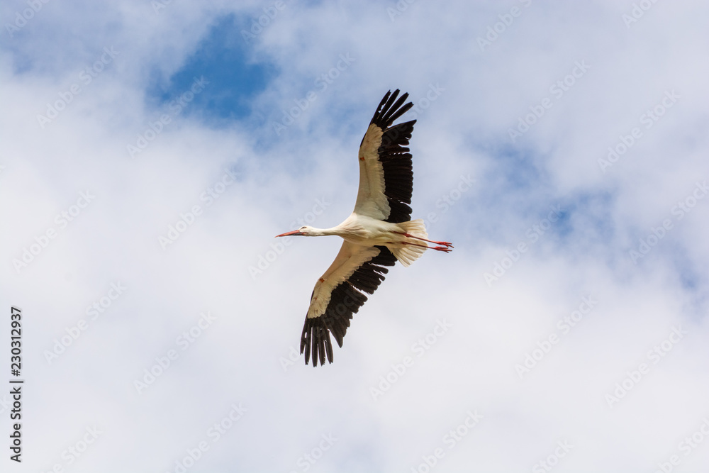 Naklejka premium Cigogne en vol