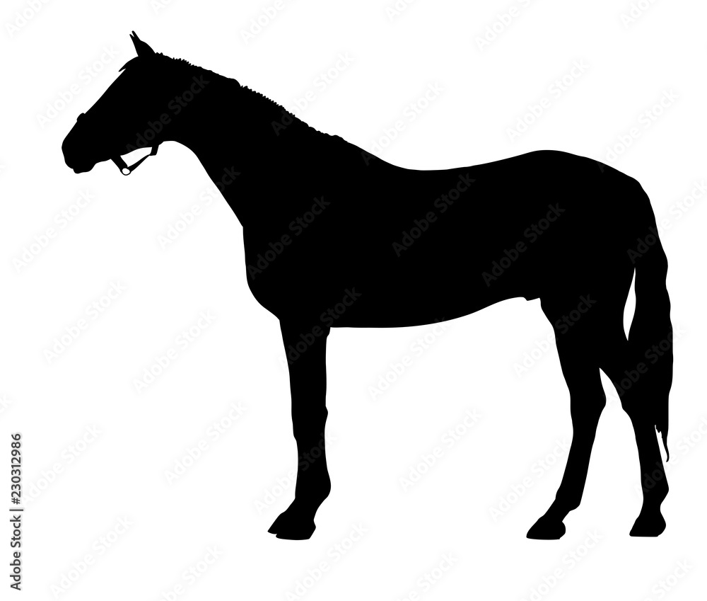 A silhouette of the sport horse.