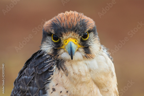 Photo Lanner falcon - Falco biarmicus