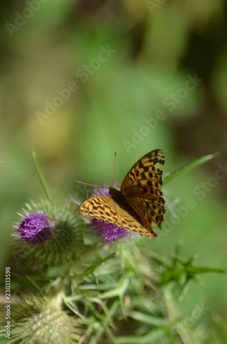 thistle flower in springtime