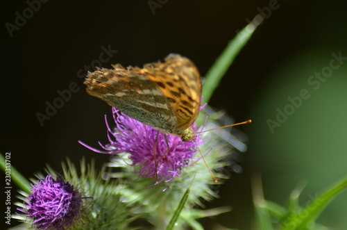 thistle flower in springtime