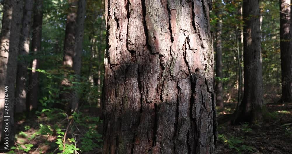 Sunny pine tree trunk closeup. Vertical panoramic scene from up to down. 
