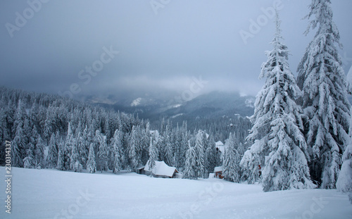 Mountain winter pine forest in cloudy foggy weather