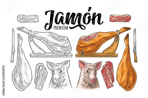 Pig head, jamon leg on horizontal wood stand. Vector engraving