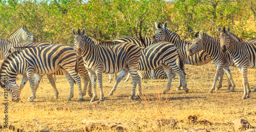 Panorama of Kruger National Park  South Africa. Group of zebras lined up in natural habitat. Game drive safari. The Zebra belongs to the horse and stands out for the unique black stripes.