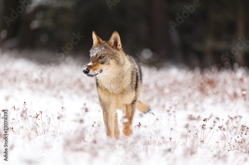 Wolf im Winter © Nadine Haase
