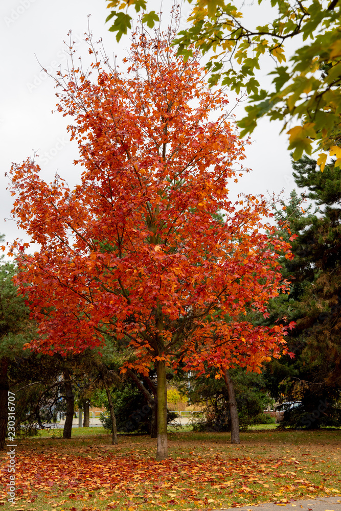 Red pink maple tree