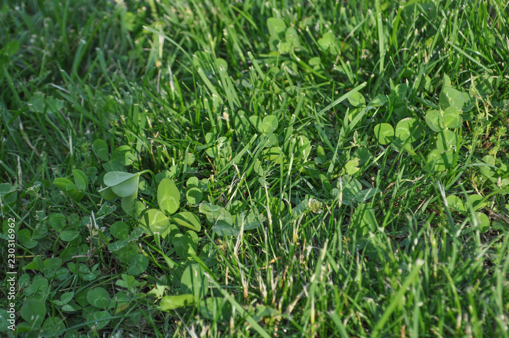 green meadow background