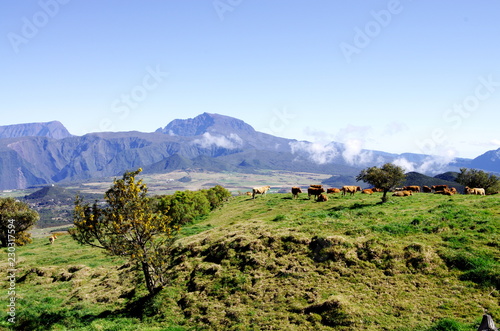 La plaine des cafres (île de la Réunion)