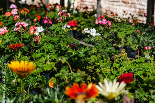 Riego con Gotas sobre Malvones y Gazanias de Colores - Watering with Drops on Malvones and Gazanias of Colors