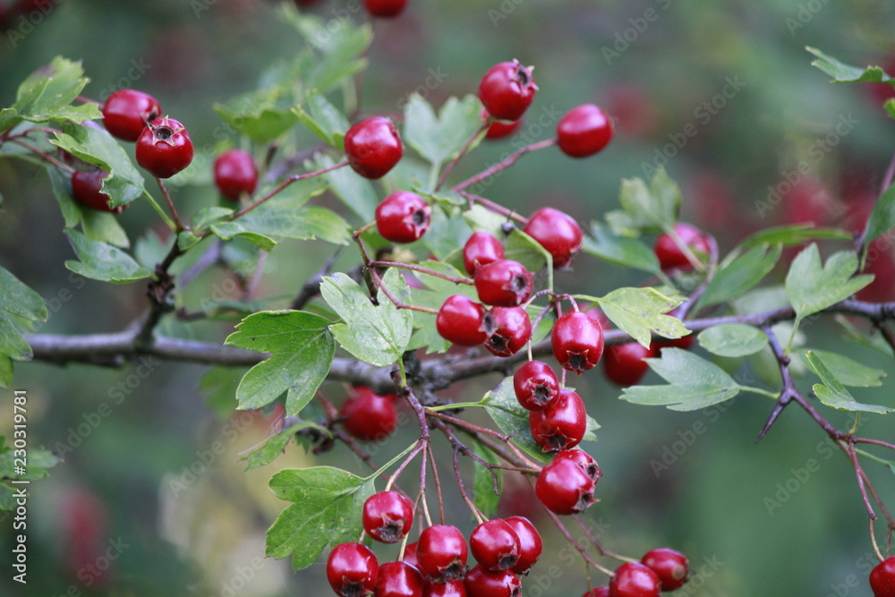 Obraz premium red berries on a branch