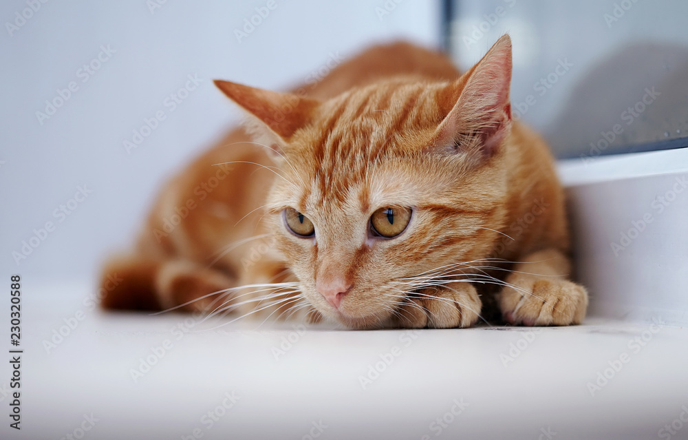 Portrait of a sad red cat with orange eyes.