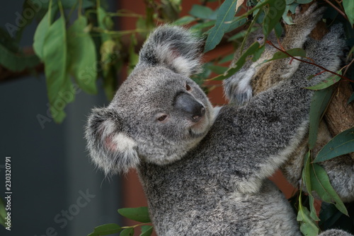 Fototapeta Naklejka Na Ścianę i Meble -  koala in a tree