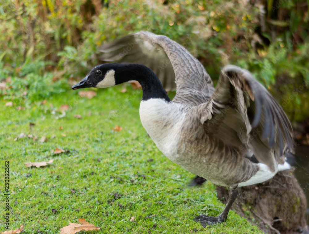 Canadian goose with wings stretched Canadian goose with wings stretched
