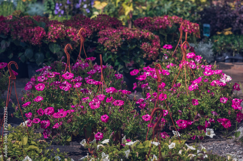 Wallpaper Mural Seedling of the petunia of red color blossoming flowers in pots with a hook for a garden in the garden center Torontodigital.ca
