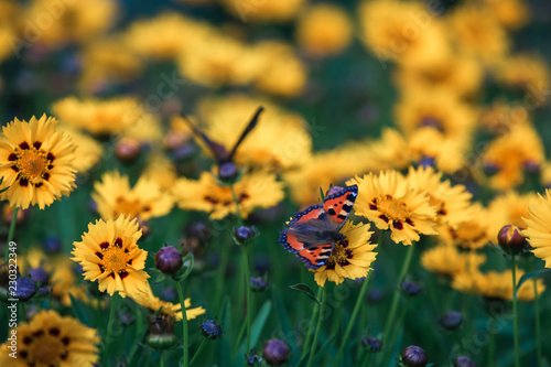 Two butterflies collect nectar over the field of the yellow blossoming garden kariopsis