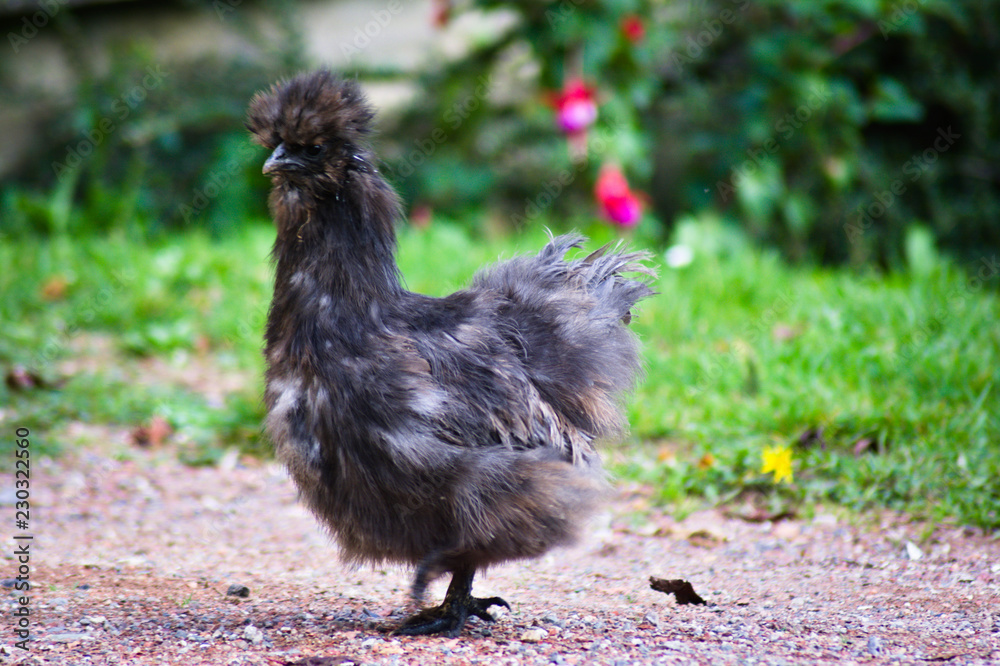 Fototapeta premium negre sois