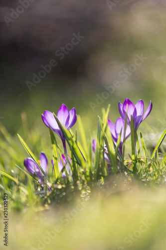 Krokusse im Licht photo