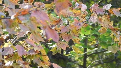 Fall Leaves in Richmond, Va
