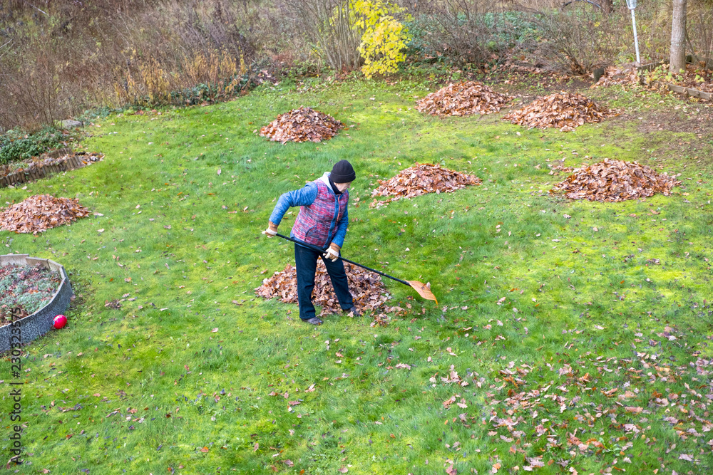 An elderly woman cleans fallen leaves with a rake. Autumn cleaning in the garden.