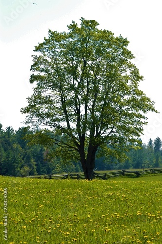 beautiful isolated walnut tree in spring with field of grass and dandelions in foreground and forest in background  