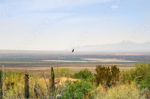 Landscape with flying bird and mountains © Marsha