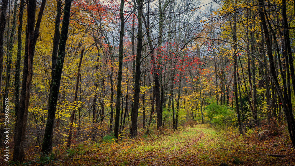Obraz premium Hiking path through Stokes State Forest in New Jersey on an autumn afternoon