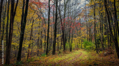 Hiking path through Stokes State Forest in New Jersey on an autumn afternoon