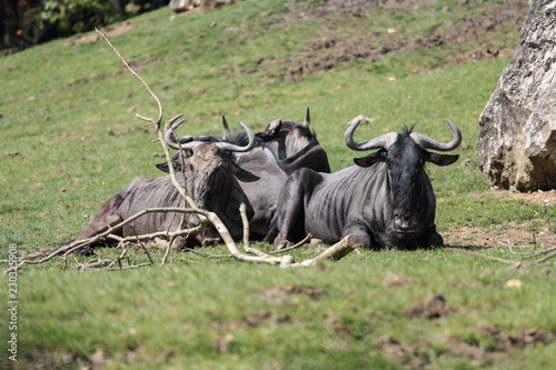 Zoo photo