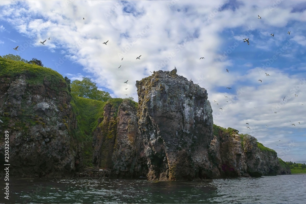 Bird colony on Cave bay, Tatar strait coast. Khabarovsk region, far East, Russia.