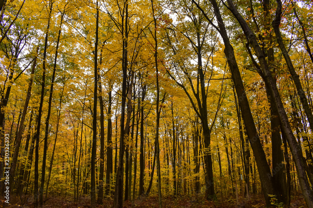 Autumn in a Maple Forest