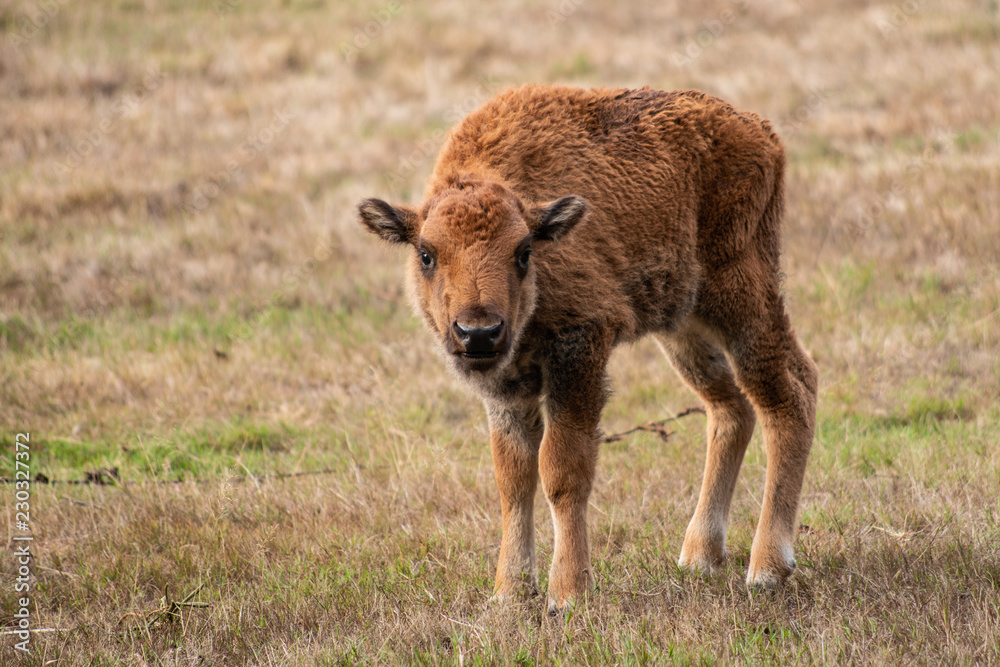 Buffalo calf