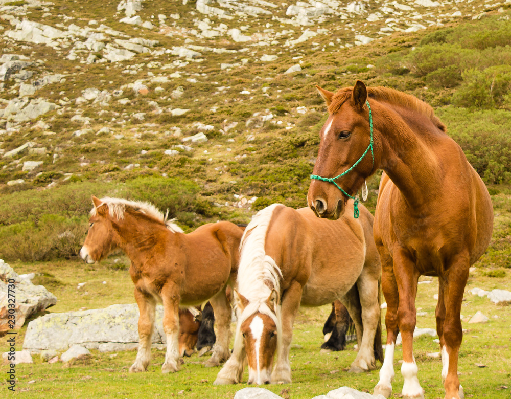 Obraz premium portrait of a herd of red horses grazing on a mountain of Asturias, Spain.