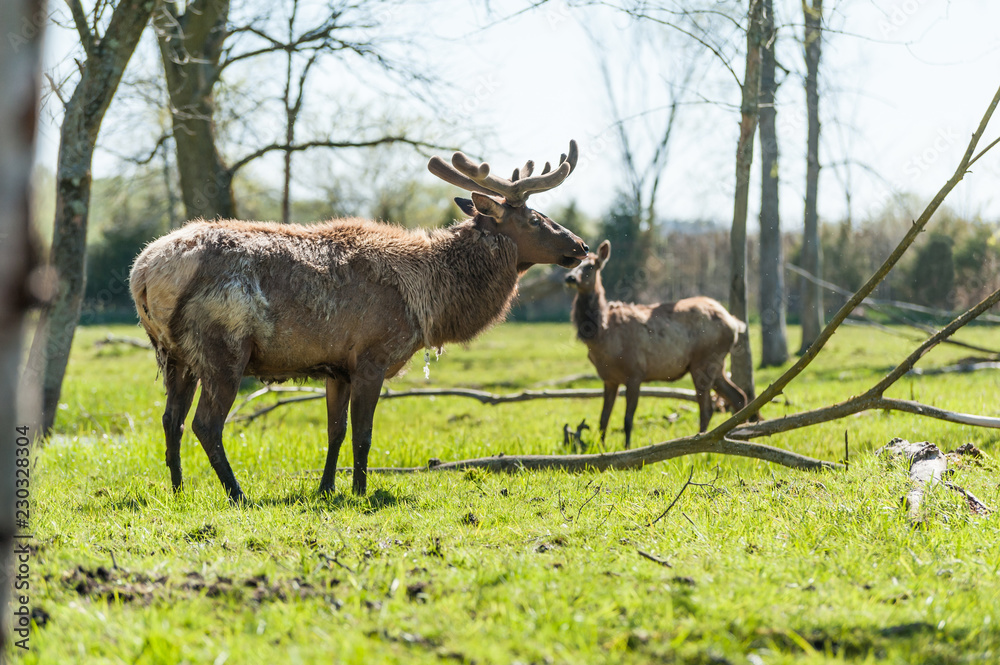 Elk with transitioning coat and velvet antlers Elk with transitioning coat and velvet antlers