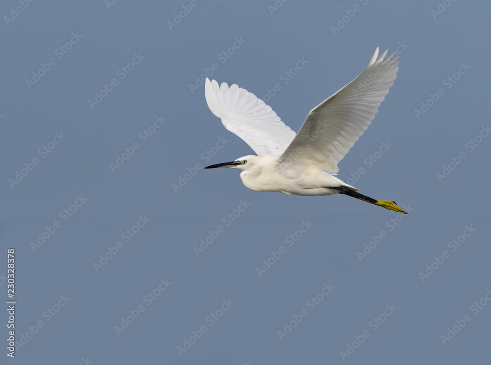 Little Egret in Flight on Blue Sky Little Egret in Flight on Blue Sky