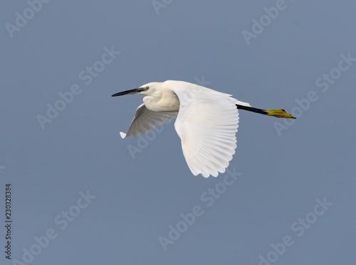 Wallpaper Mural Little Egret in Flight on Blue Sky Torontodigital.ca