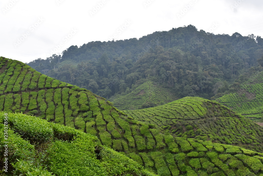 Tea landscape