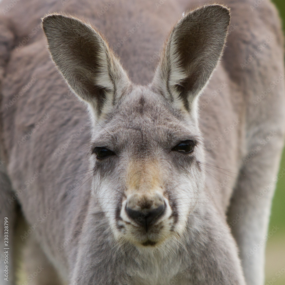 Red Kangaroo Close Up