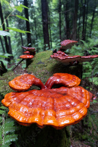Reishi