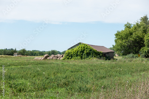 Barn with Vines