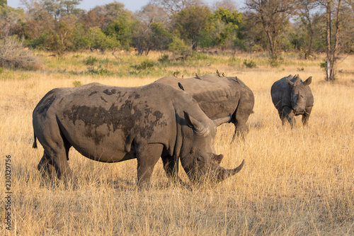 Trio of white rhinoceros   Cerototherium simium  in African landscape in late afternoon sun