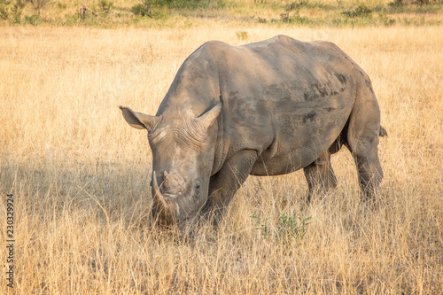 Full body portrait of male white rhinoceros   Cerototherium simium  in African landscape in late afternoon sun