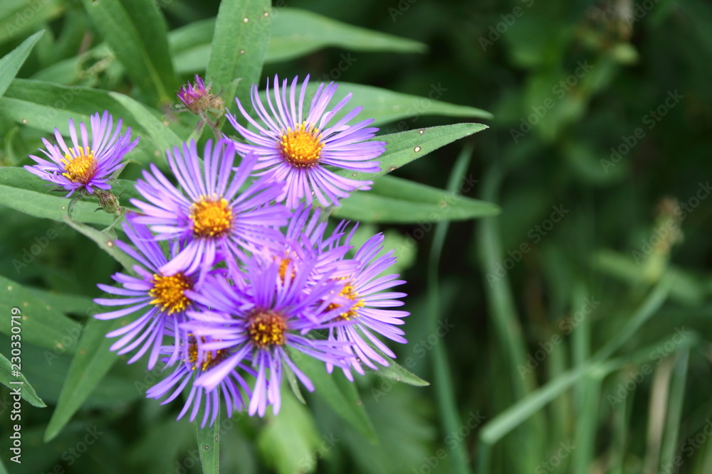 Obraz premium Collection of violet flowers on the left side of the frame