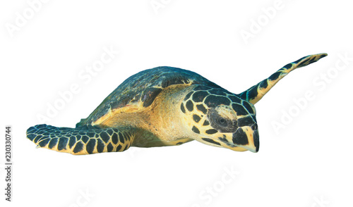 Hawksbill Sea Turtle isolated on white background 