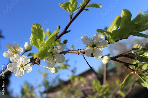blossoming white flowers of Apple trees